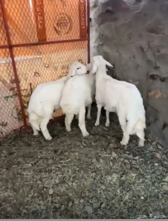 طليان كفو ومغلقه شحم ولحم نظيفه وحلال ديره 1