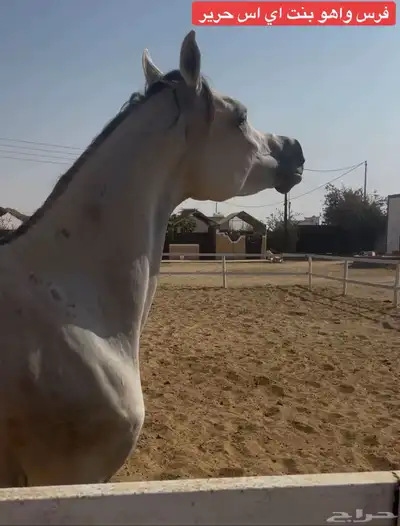 فرس واهو بنت بطل العالم اي اس حرير index