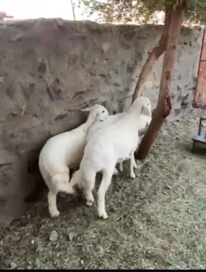 طليان كفو ومغلقه شحم ولحم نظيفه وحلال ديره 0