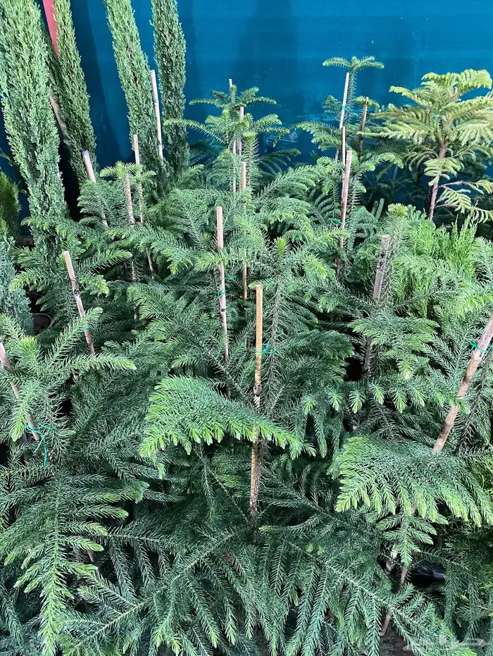 تصفية شاملة مشاتل ايلاف 2