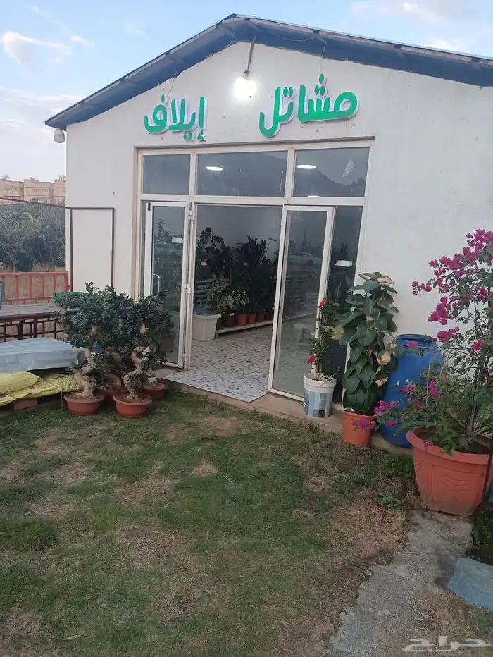 تصفية شاملة مشاتل ايلاف 0