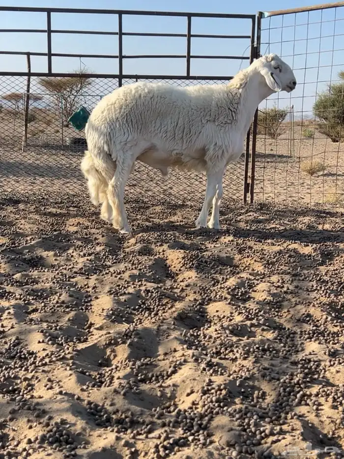 مشروع فحل صنف طيب وساس ابوه من حلال صالح زويد الوذيناني 3