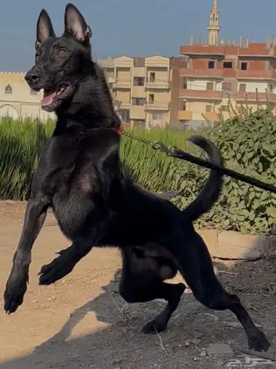 كلاب مالينو دارك index