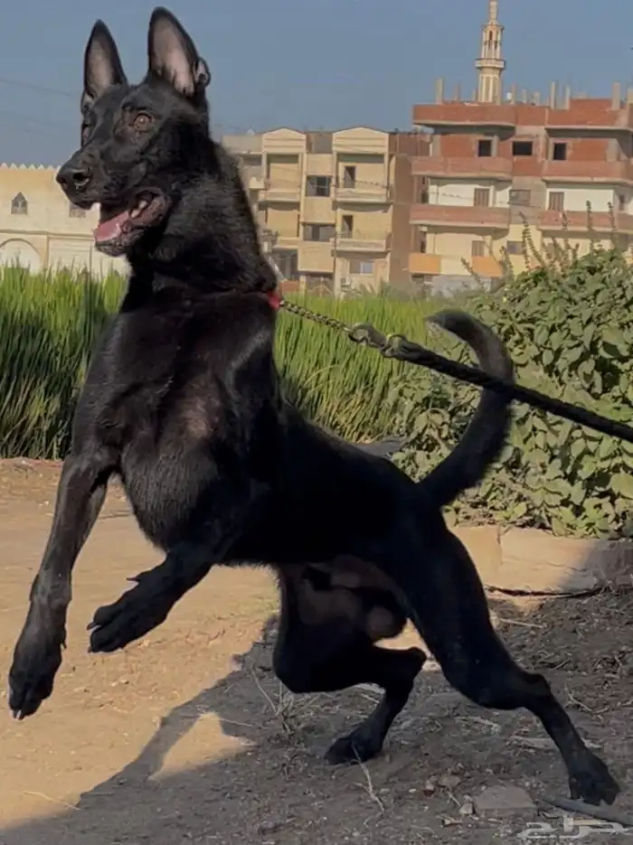 كلاب مالينو دارك 3