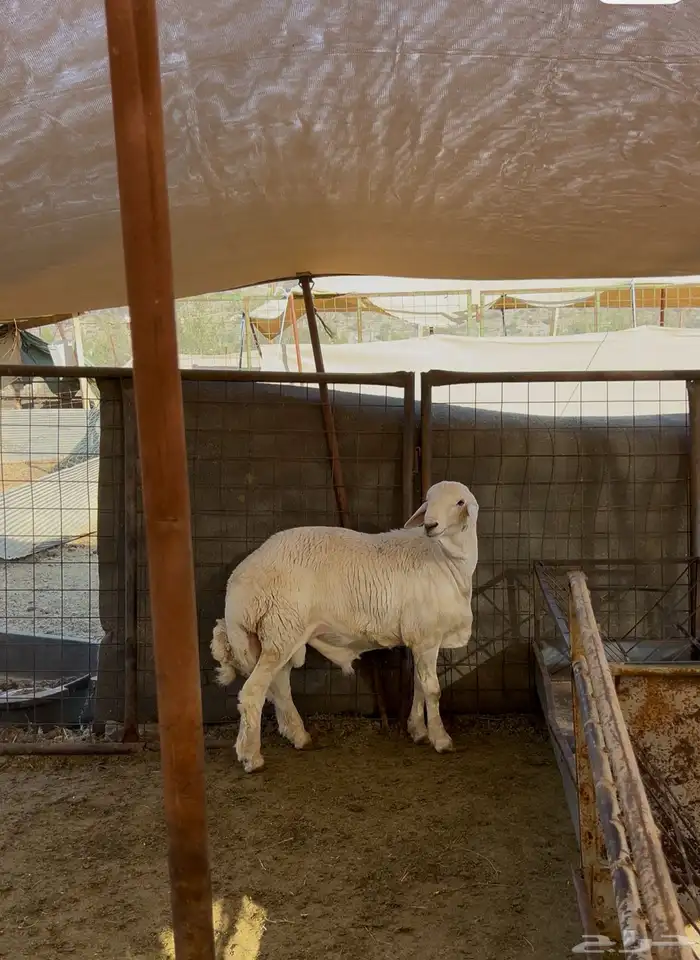 ذبائح مناسبات بالتقسيط تمارا 1