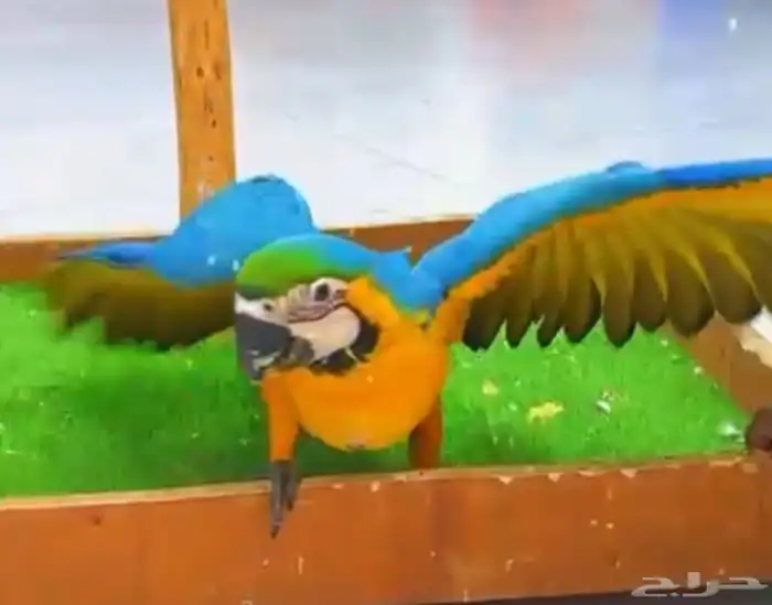 فروخ كايك وايت بلي وفرخ مكاو بلو ان قولد أعمار شهرين 5