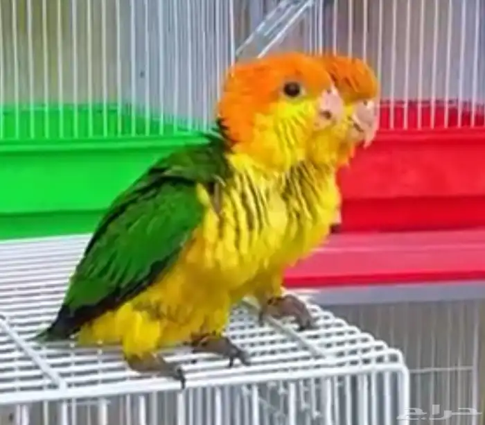 فروخ كايك وايت بلي وفرخ مكاو بلو ان قولد أعمار شهرين 10