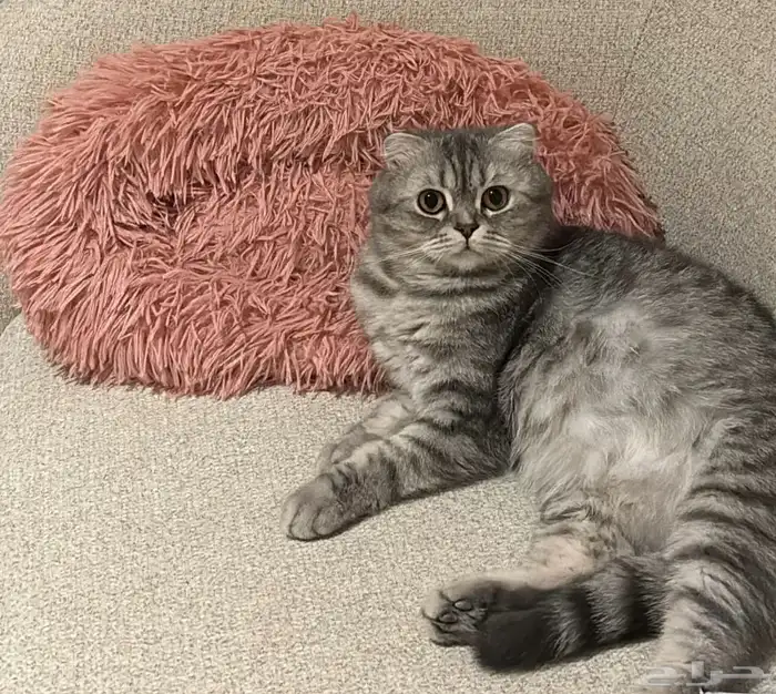 قطة سكوتش فولد 1