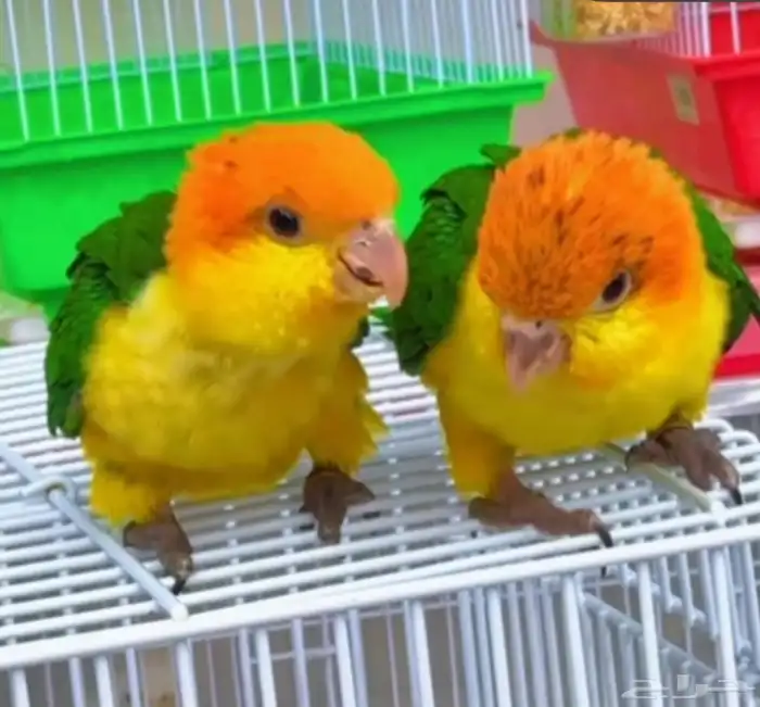 فروخ كايك وايت بلي وفرخ مكاو بلو ان قولد أعمار شهرين 8