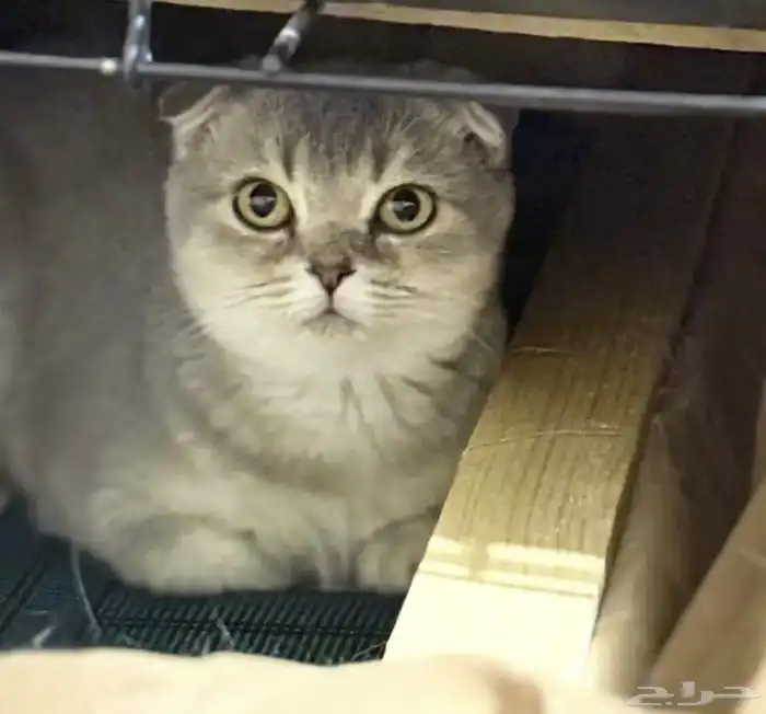 قطة سكواتش 0