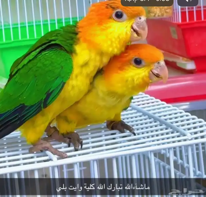 فروخ كايك وايت بلي وفرخ مكاو بلو ان قولد أعمار شهرين 4