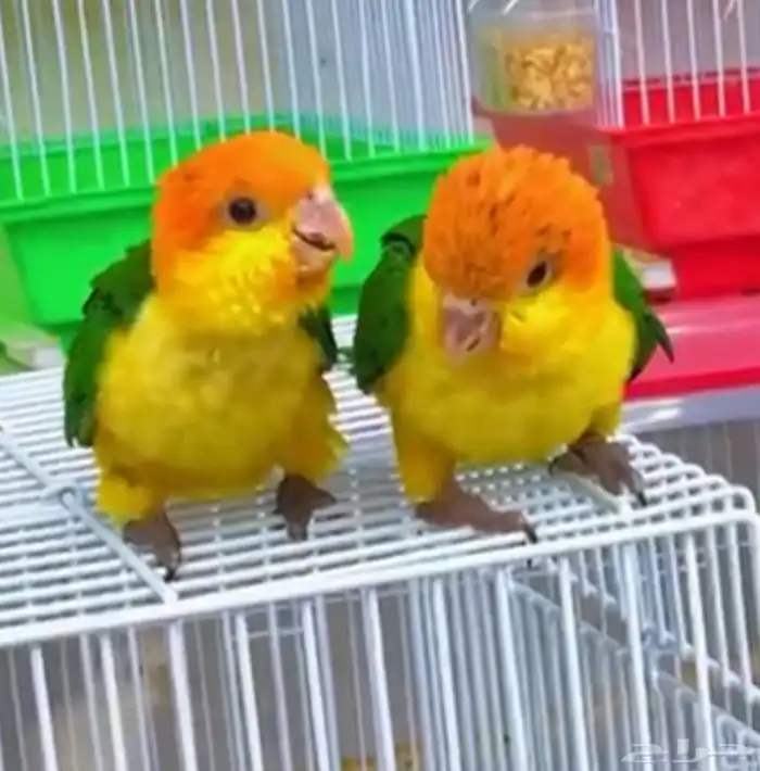 فروخ كايك وايت بلي وفرخ مكاو بلو ان قولد أعمار شهرين 6