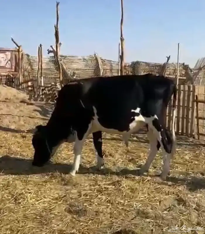 تيس الاسود الفحل للبيع 1