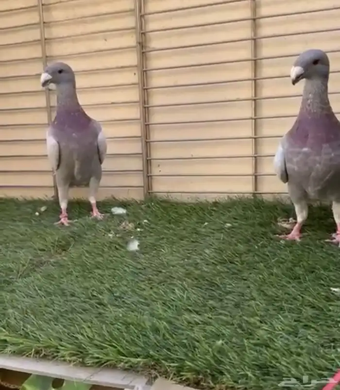 فحلين هومر ميلي بار حوامل كاكي شررط 0