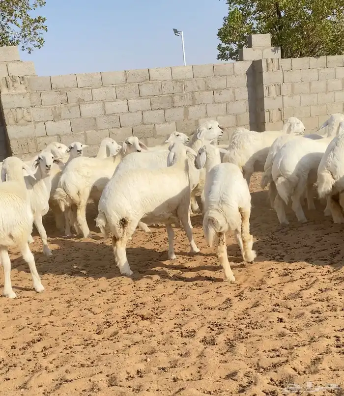 رخال حريات مراح خوات بعض عدد 76 4