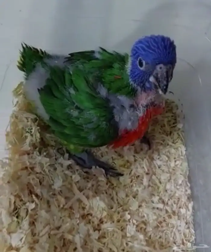 فرخ لوري غر ((( تم البيع تم البيع ))) 0