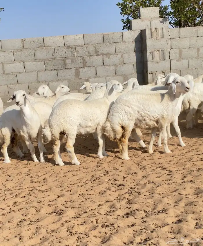 رخال حريات مراح خوات بعض عدد 76 6