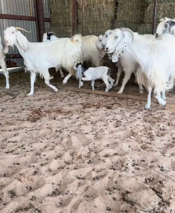 للبيع معزا مشاريك 2