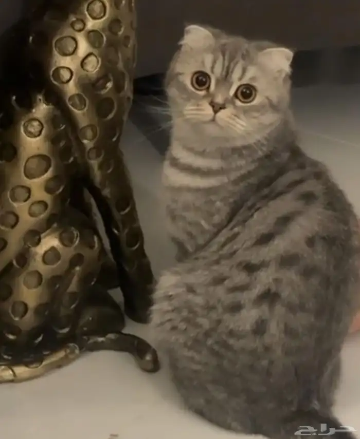 قطة سكوتش فولد 0