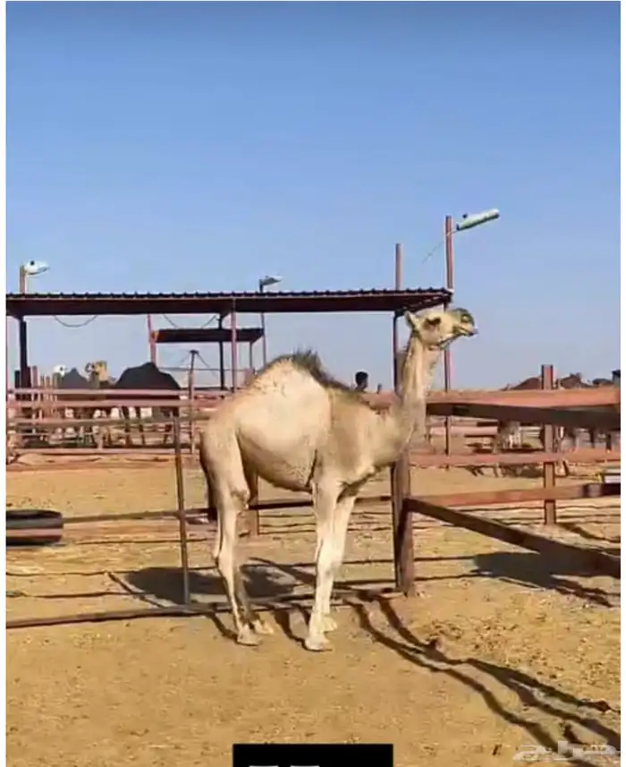 ملحمه حاشي السويرقيه جده حي الفروسيه 20