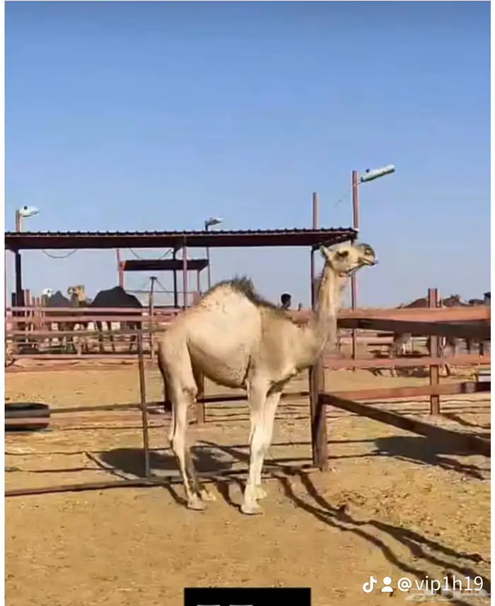 ملحمه حاشي السويرقيه جده حي الفروسيه 11