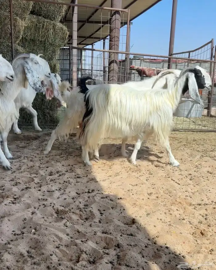 للبيع معزا مشاريك 3