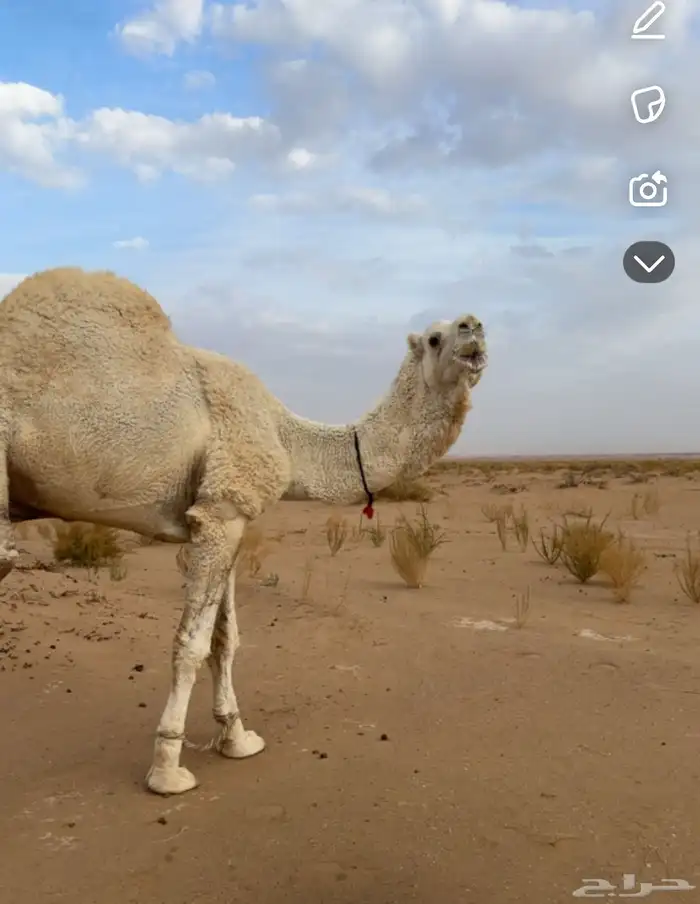 جمل ثلاث اهدد له إنتاجه موجود 1