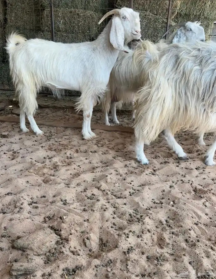 للبيع معزا مشاريك 4