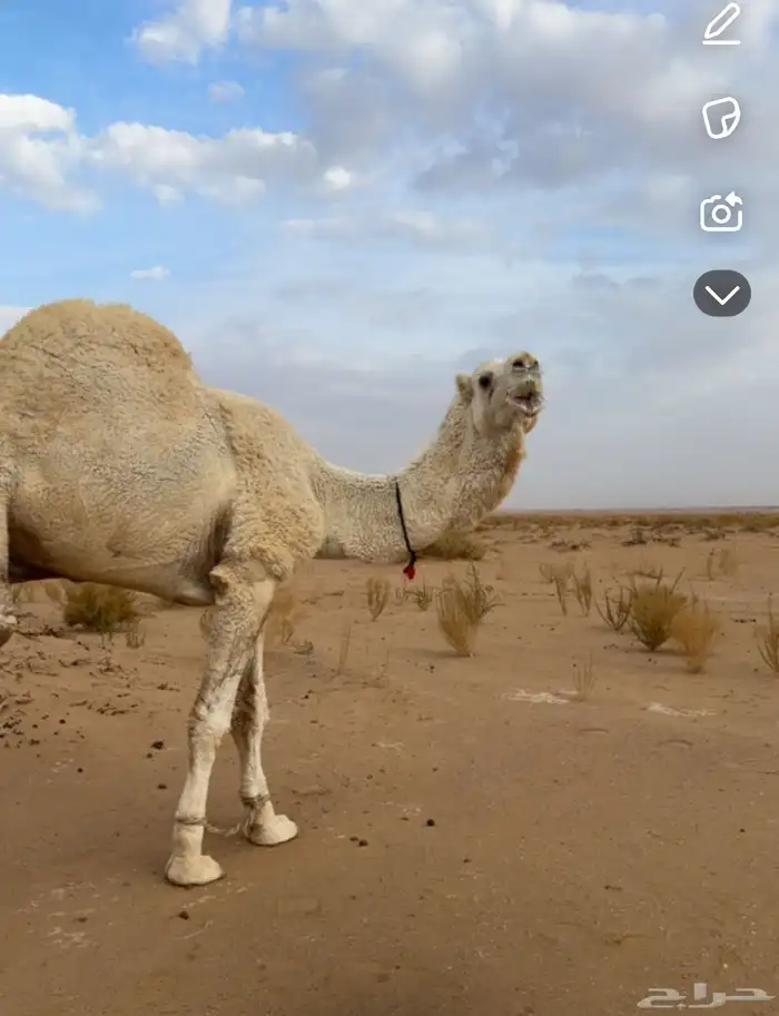 جمل ثلاث اهدد له إنتاجه موجود 0