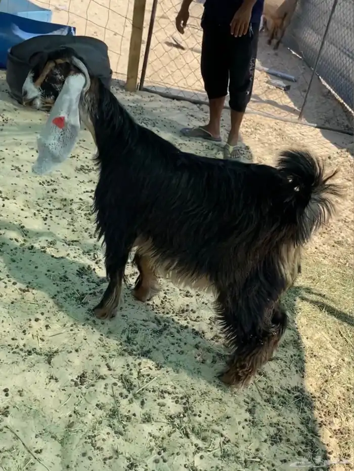 جفرا عارضية طيبة 0