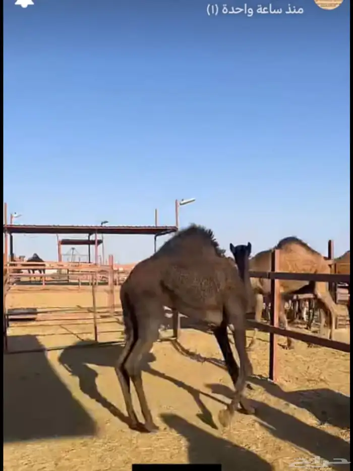 ملحمه حاشي السويرقيه جده حي الفروسيه 17