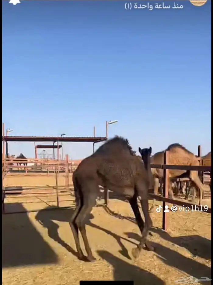 ملحمه حاشي السويرقيه جده حي الفروسيه 14