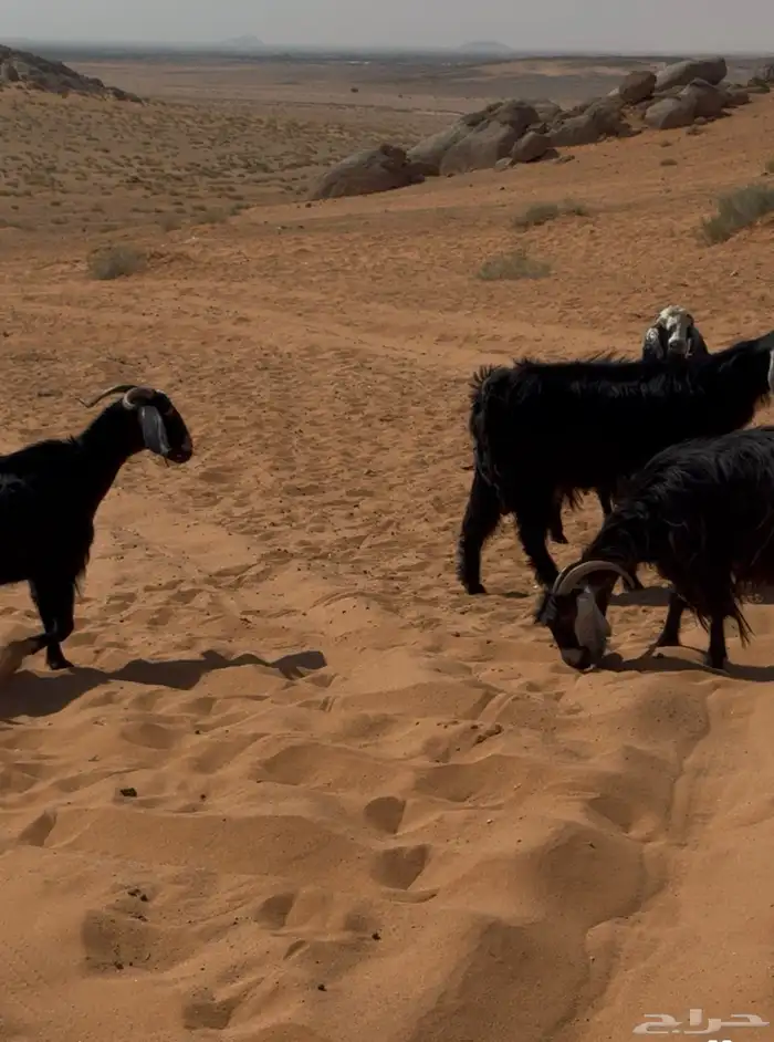 معزاء للبيع 1