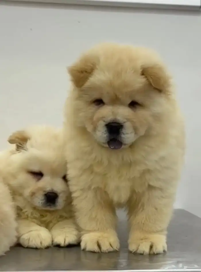 جراوي تشاو تشاو 0