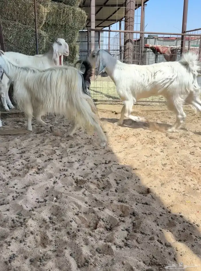 للبيع معزا مشاريك 5