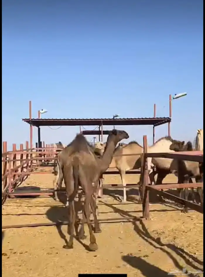 ملحمه حاشي السويرقيه جده حي الفروسيه 15