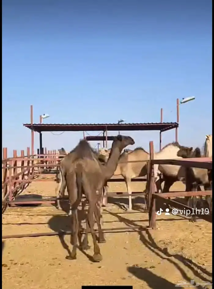 ملحمه حاشي السويرقيه جده حي الفروسيه 12