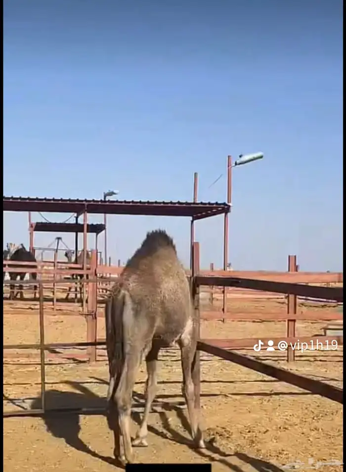 ملحمه حاشي السويرقيه جده حي الفروسيه 6