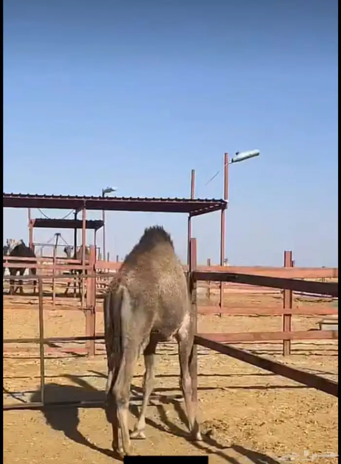 ملحمه حاشي السويرقيه جده حي الفروسيه 21