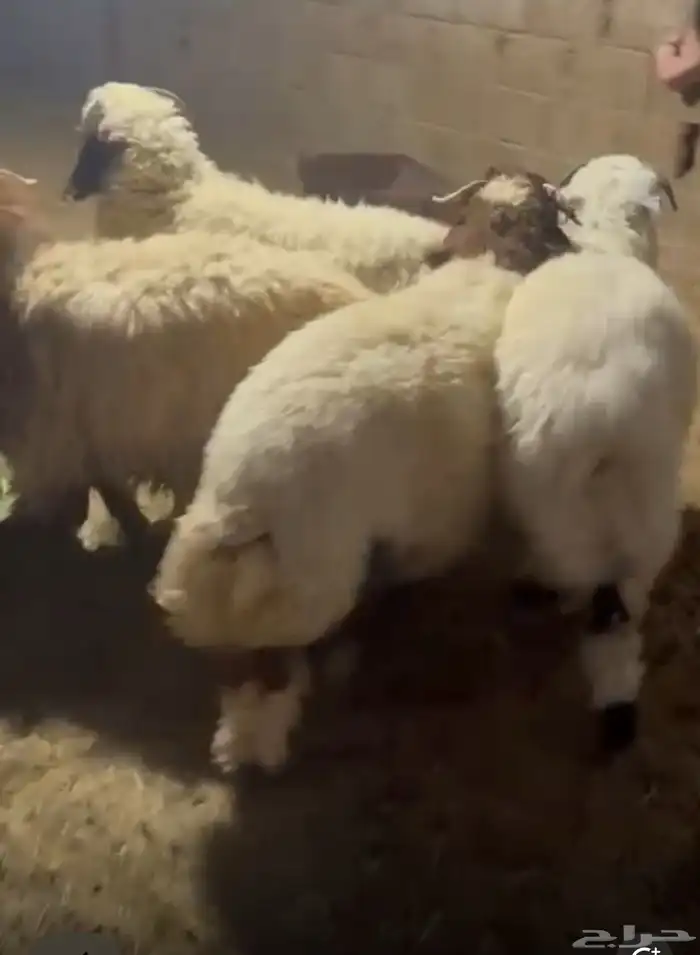 خرفان وعنز 0