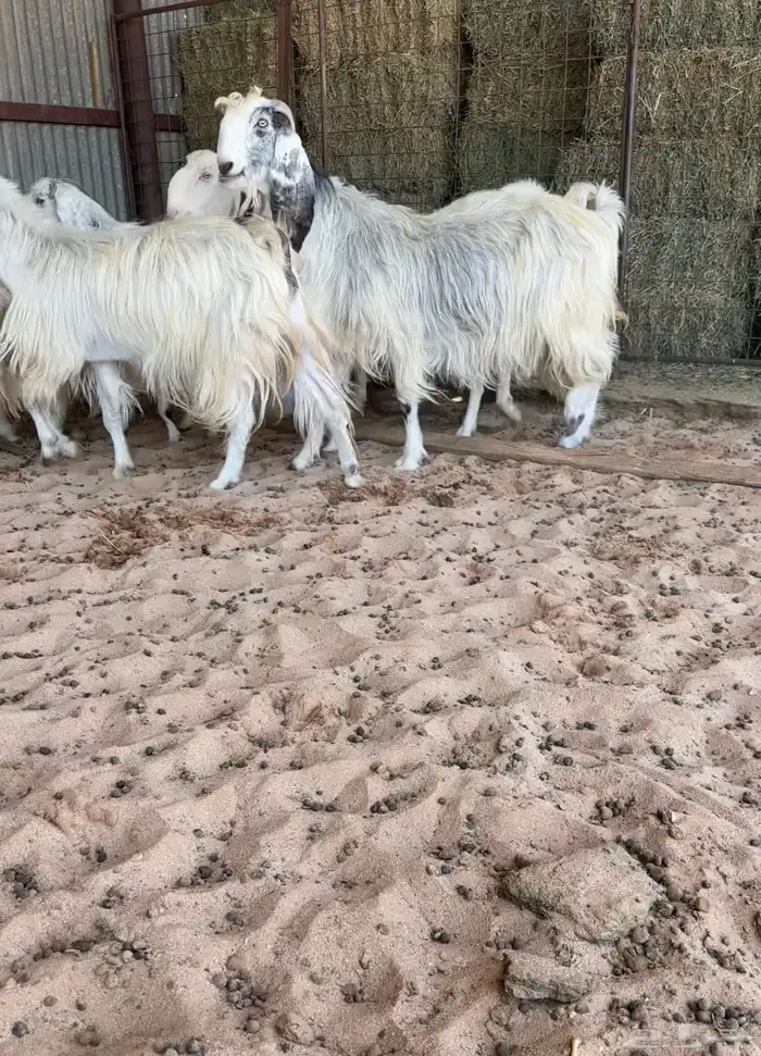 للبيع معزا مشاريك 0