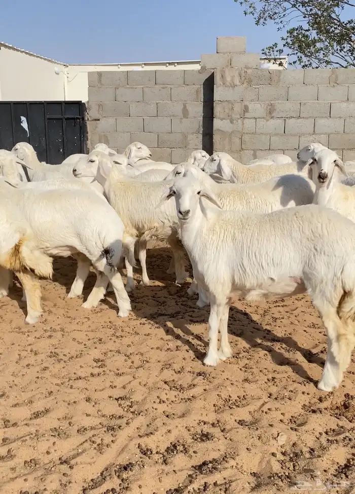 رخال حريات مراح خوات بعض عدد 76 0