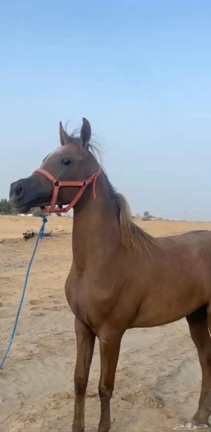 حصان عربي أوراق حفيد ابها قطر جميل جدا منوة القناي 0