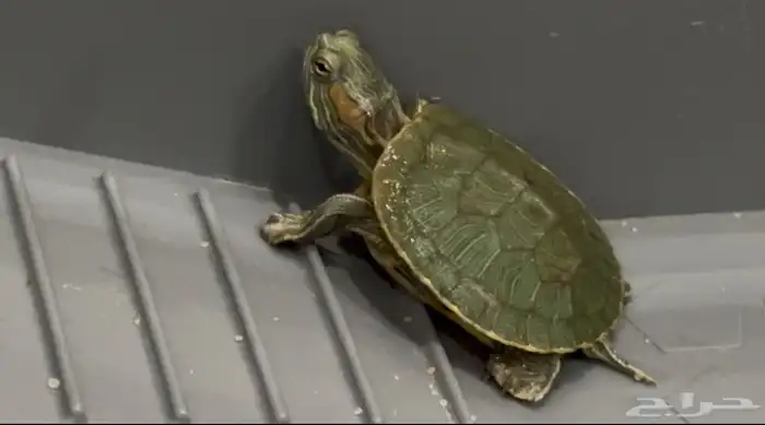 سلحفاة للبيع مع اغراضها 0