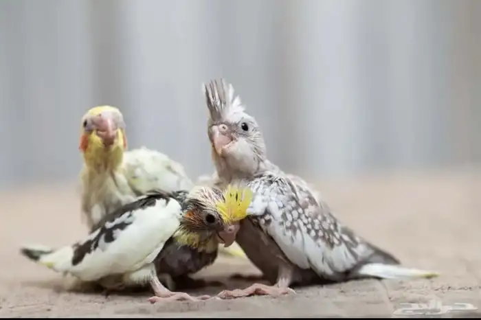 فروخ كروان روز كنيور 0