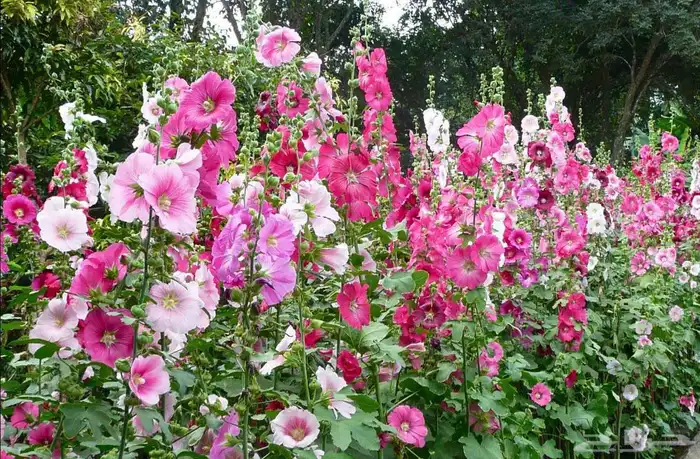 بذور الختمية عدة الوان 1