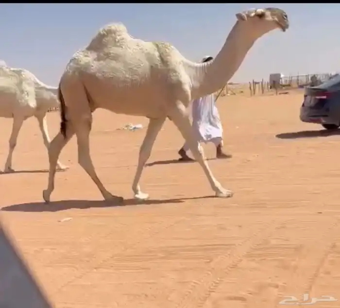 للبيع قعود 2