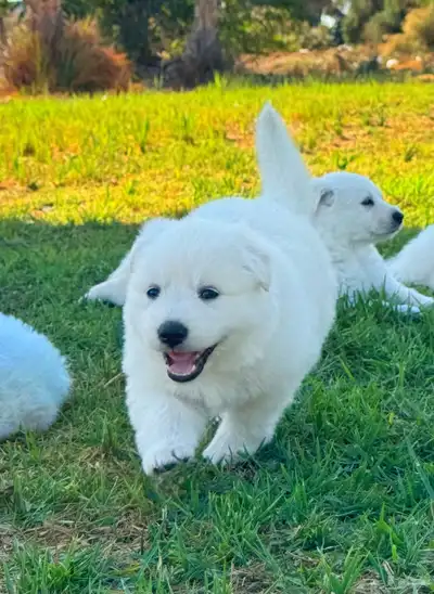 وايت جيرمن _ white German index