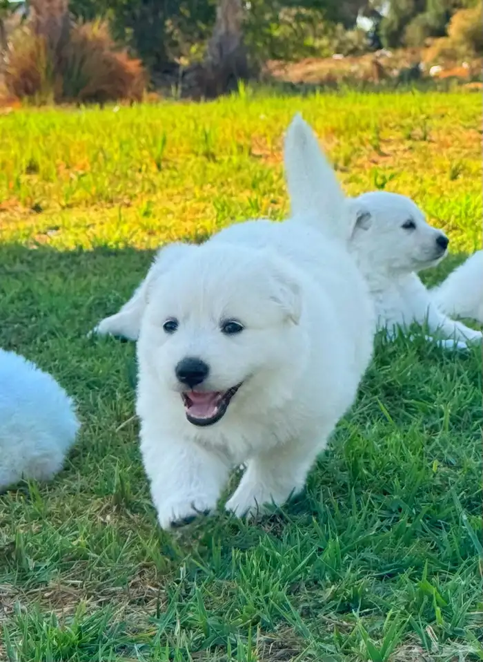 وايت جيرمن _ white German 5