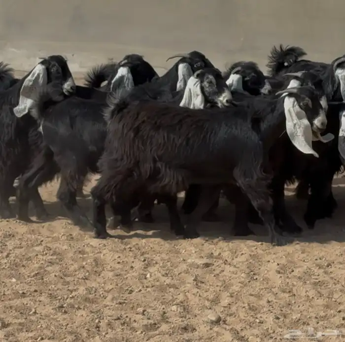 جذعات عوترض صنف فاااخره عرض رقم 3 العدد 18 بالفحل 6